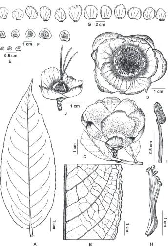 Figure 1. (lateral view) (adaxial surfaces) Camellia puhoatensis. A Leaf, adaxial view B venation detail of leaf (abaxial surface) C flower D flower (top view) e bracteoles (inner surfaces shown) F sepals (adaxial surfaces) G petals H androecium (one part)