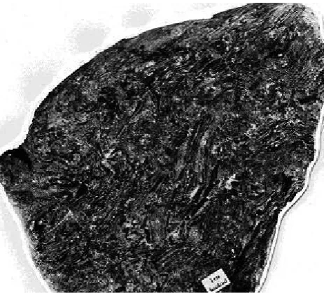 Fig. 7. Slump breccia, middle Devonian, Kotel’ny Island.