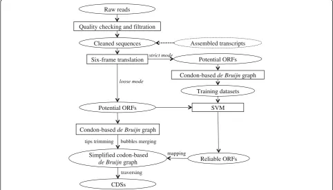 Fig. 1 The workflow of the inGAP-CDG algorithm. The inGAP-CDG algorithm mainly includes four steps: six-frame translation, SVM filtration,codon-based de Bruijn graph construction, and traversal