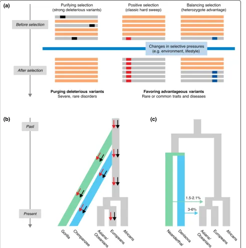 Fig. 1 Modes in which selection or admixture can remove, maintain, or increase genetic diversity.with other hominins, such as Neanderthals or Denisovans (Box 2)