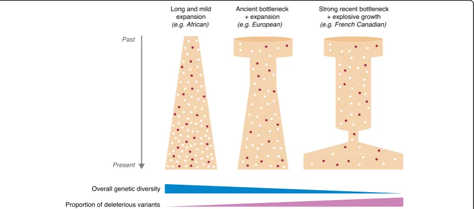 Fig. 2 Demographic history affects the proportion of deleterious variants in the human population