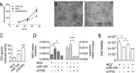 Figure 1: The miR-145-5p inhibits HepG2 cell growth by activating TP53. A. Growth kinetics of HepG2 cells transiently transfected with either miR-145-5p precursor or scramble sequence (NC2) or vehicle of transfection (Lipofectamine)