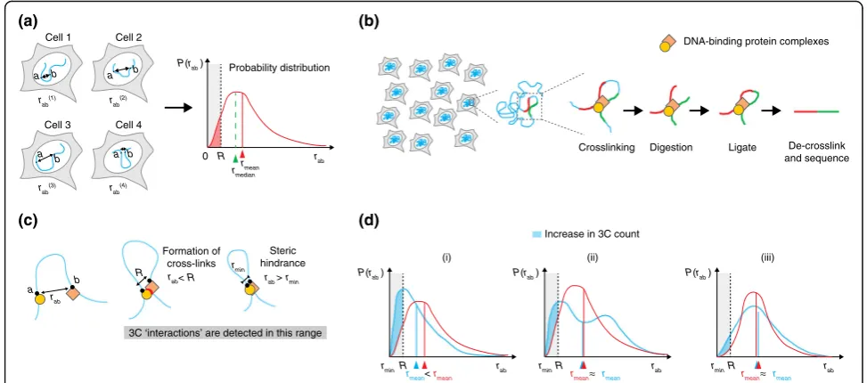 Fig. 1 Comparison of 3C and DNA FISH experiments. a Cell-to-cell variation in the three-dimensional (3D) distance rab between two genomic locia and b gives rise to the distribution of distances P(rab)