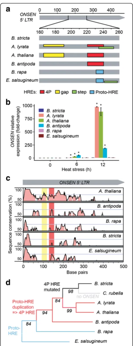 Fig. 2 Evolution ofof in silico reconstruction of putative HREs inBrassicaceae ONSEN heat-responsiveness