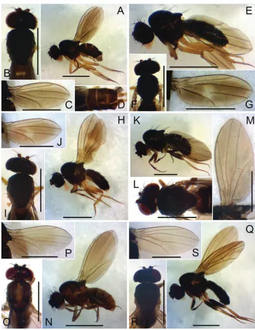 Figure 3. Left lateral habitus, head and thorax (dorsal view), wing (left, ventral view), and abdomen (dorsal view)