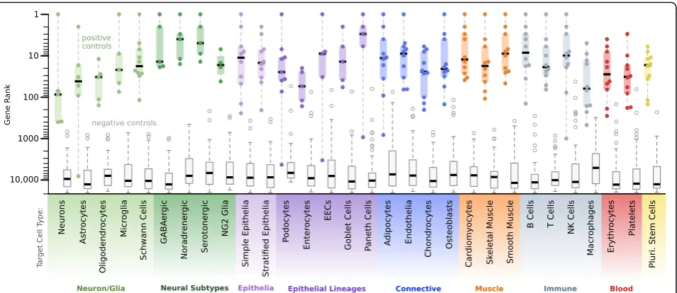 Fig. 3 CellMapper is accurate across diverse cell types. CellMapper was applied using query genes for 30 cell types (Additional file 12); Tukeyboxplots display the rank of 4–10 literature curated markers (positive controls; Additional file 13) and ≥48 nega