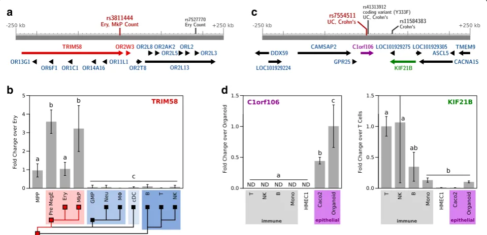 Fig. 4 Using CellMapper to prioritize GWAS disease genes.expression in human primary cells and cell lines.epithelial organoid from small intestine biopsy