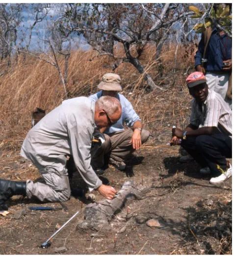 Fig. 3. W.-D. Heinrich examining a sauropod propodial with G. Maier, Calgary (behind him), and R