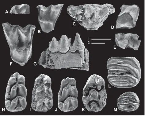 Fig. 5. Fossil remains from Vitosˇov. Asent 1 mm,vuscf.Mein, 1964, m1 sin; –– “Kerivoula” sp