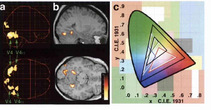 Figure 8. The cortical activity elicited when subjects viewed a dynam ically illuminated coloured scene,staticconstrained to two subdivisions o f the V4-complex: V4 and V 4 a (group o f six subjects, random two o f whom were scanned twice, thresholded at p