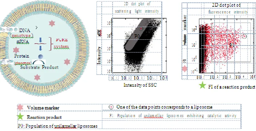 Figure 5: Characterization of in-liposome protein synthesis using a FACS. DNA, PURE  system, the fluorogenic substrate, and fluorescent volume marker are encapsulated in a giant unilamellar liposome (left)