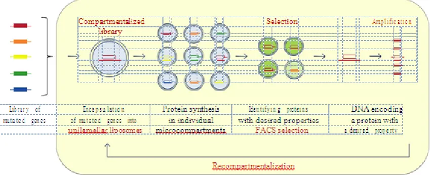 Figure 6: the Flowchart for protein screening using liposome-based IVC. Library of mutated genes is compartmentalized with the PURE system and other reagents into the liposome