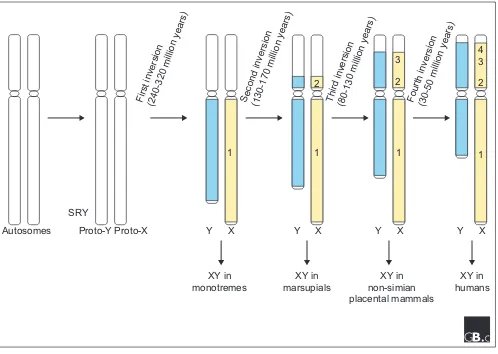 Figure 1A proposed path for the evolution of the human sex chromosomes. Lahn and Page [6] postulate four inversions on thehuman Y chromosome, which suppressed recombination between the ‘proto’ sex chromosomes