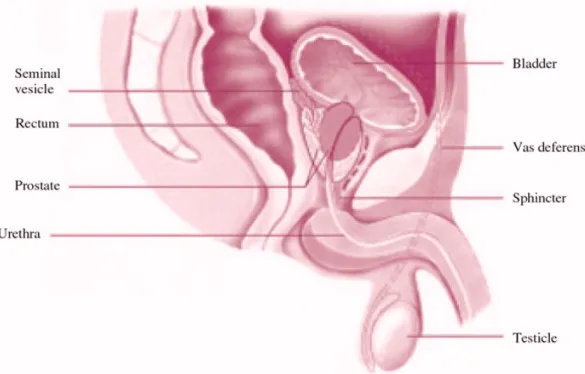Figure 2. Male reproductive system (from the sagittal plane)