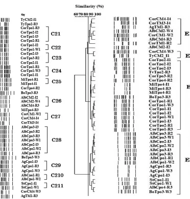 FIGURE 2. Dendrogram ofAlbany; Bo, Bovis-morbiﬁcans; Cor, Corvallis; Mi, Mikawasima;Ty, Typhimurium; St, Stanley Salmonella serovars in catﬁsh,tilapia, and water samples constructed using REP-PCR results.Codes indicate Salmonella serovars as follows: Ag, Agona; Alb,.
