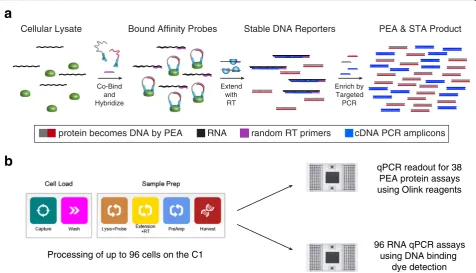 Fig. 1 Overview of the integrated PEA/STA protocol.transcribed and copied from RNA. a Workflow for PEA/STA detection in single cells