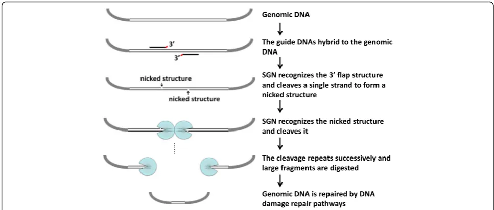 Fig. 8 The proposed mechanism underlying large deletions by SGN. One gDNA hybridizes to a single strand of zebrafish genomic DNA to formthe 3′ flap-structure