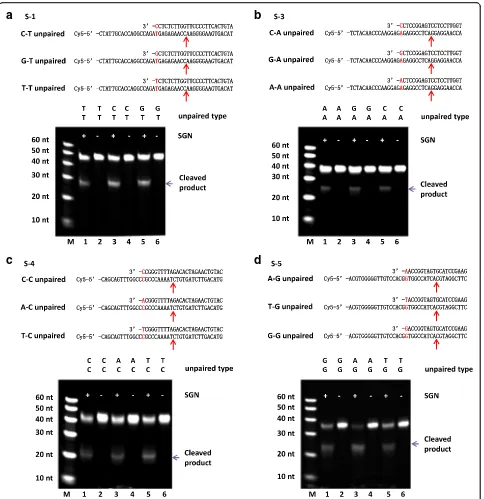 Fig. 3 The effect of different unpaired 3′ nucleotides on the DNA cleavage created by SGN