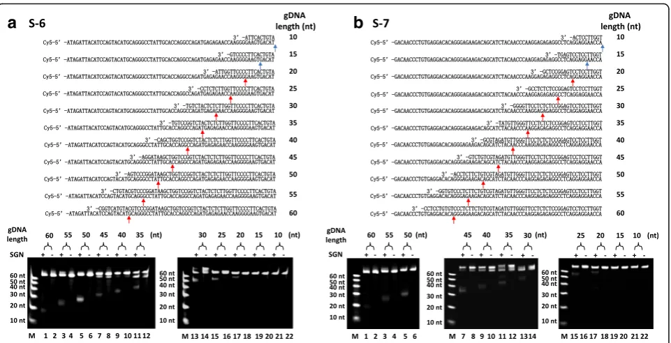 Fig. 4 The effect of the length of the gDNA on the DNA cleavage by SGN. Schematic (top) shows the gDNAs next to the ssDNA targets