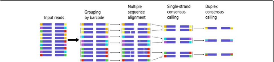Fig. 2 The Du Novo approach. First, reads tagged with identical barcodes are grouped into strand-specific families