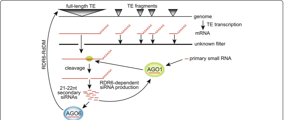 Fig. 7 Model of full-length TE specificity for RDR6-RdDM. Full-length TE mRNAs are specifically cleaved and degraded into secondary 21–22 ntsiRNAs, driving the specificity of RDR6-RdDM