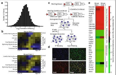 Fig. 2 Unique patterns in the translation efficiency of cell type-specific genes in the brain.mouse was generated