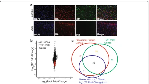 Fig. 5 mTOR controls TOP motif-containing genes in the brain. Camk2a-RiboTag mice were treated for 1 h with the ATP-competitive mTORwith significant differential RNA expression in treated versus untreated mice