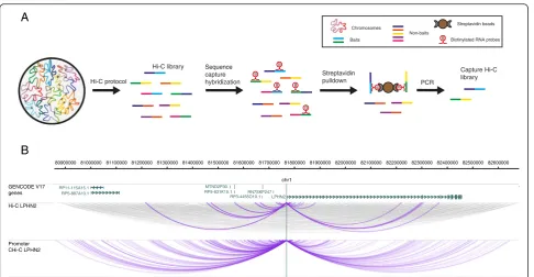 Fig. 1 The outline of Capture Hi-C. a Outline of the CHi-C protocol. A Hi-C library is hybridized to a capture system that consists of biotinylatedRNA probes targeting the ends of DNA restriction fragments