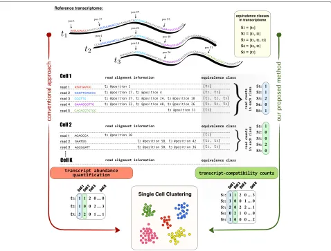 Fig. 2 Overview of the method. This figure illustrates our transcript-compatibility count (TCC) clustering method in a very simple, yet instructiveexample and highlights its major differences with respect to the conventional single-cell clustering approach