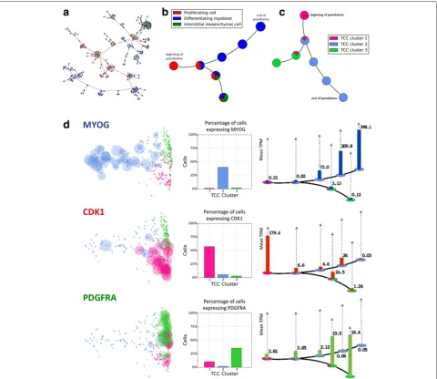 Fig. 4 Temporal ordering of differentiating primary human myoblasts using transcript-compatibility counts.differentiating myoblasts, and interstitial mesenchymal cells indicates that the clustering and centroid-ordering based on TCC captures a A minimum sp