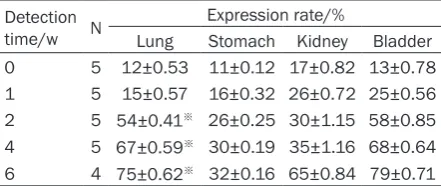 Table 4. MDM2 expression in different organs of rabbit bonetumor model