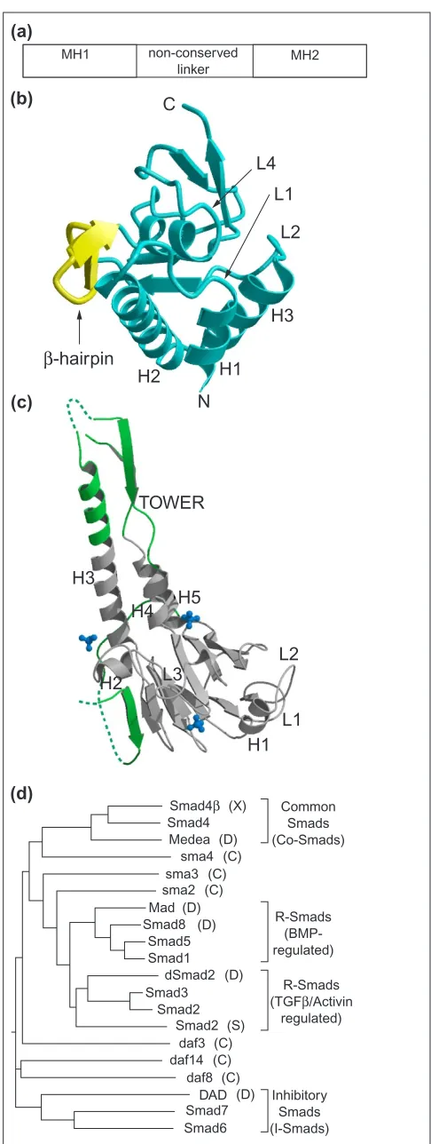 Figure 1Primary structure and relationships of Smads. domain (reproduced with permission from [13])