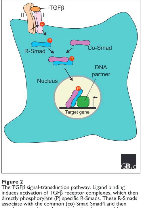 Figure 2The TGFβ signal-transduction pathway. Ligand bindinginduces activation of TGFβ receptor complexes, which thendirectly phosphorylate (P) specific R-Smads