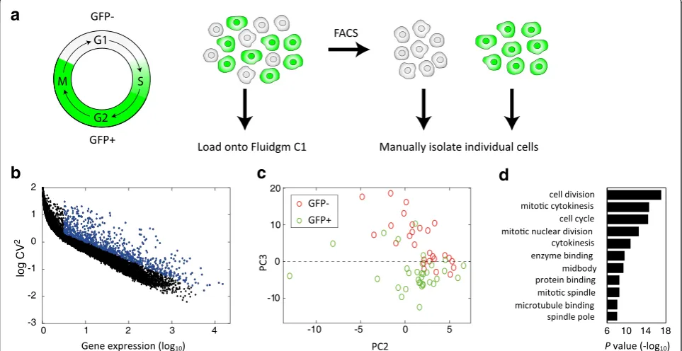 Fig. 3 Cell-cycle associated differences in the transcriptome.C1. EachOntology (GO) terms of differentially expressed genes a Experimental system