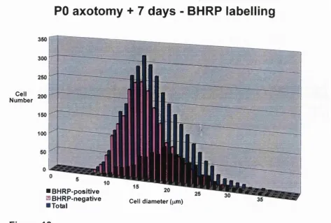 Figure 13Size-frequency graph of BHRP positive (black bars) and negative (pink bars) neurons in the L4 and L5 DRGs of seven day old rats that were axotomised at 