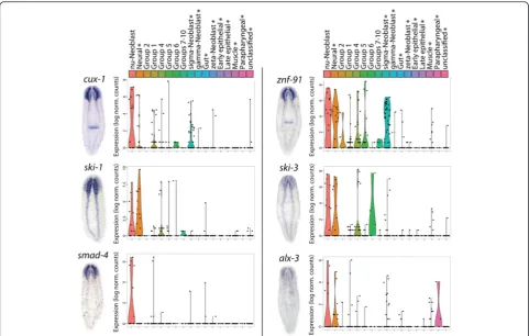 Fig. 6 νski-1cell groups identified in the current study (noNeoblast-enriched transcription factors have neural expression patterns and are largely specific to the neural lineage