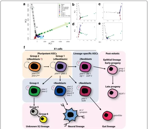 Fig. 8 Model of planarian stem cell hierarchies. a PCA for predicted pluripotent and lineage-committed groups from the current study and [40].Colored arrows indicate separate lineages