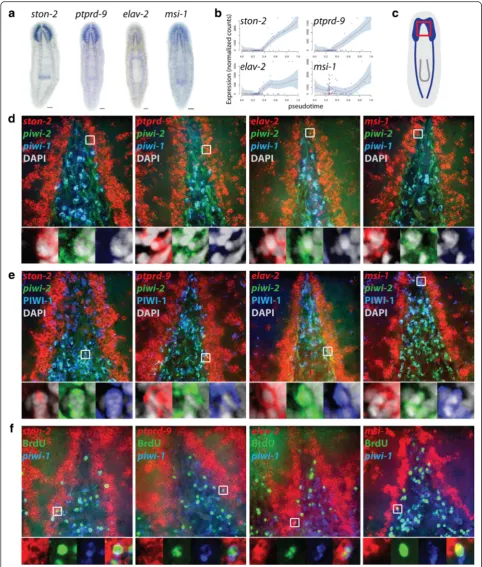 Fig. 5 In situ validation of candidate neural lineage genes identified with Waterfall.piwi-2each a Colorimetric WISH