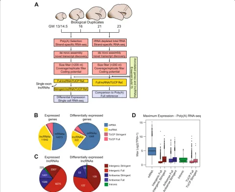 Fig. 1 Catalogue of lncRNAs in human neocortex development.mRNAs, lncRNAs, and TUCPs during neocortex development in bulk tissues