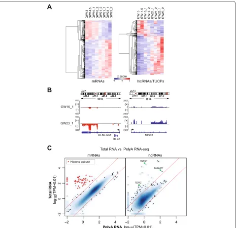 Fig. 2 Differential expression of mRNAs and lncRNAs/TUCPs during neocortex development