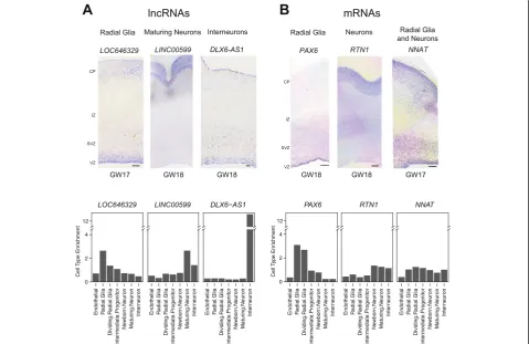 Fig. 5 In situmRNA markerlncRNAenrichment values for radial glia-specific lncRNA hybridization of cell type-specific lncRNAs and mRNAs in developing neocortex