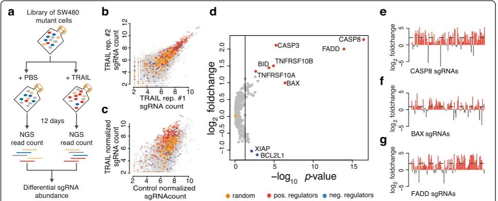 Fig. 2 A pooled screen for functional validation of CLD. a The screening strategy in SW480 cells