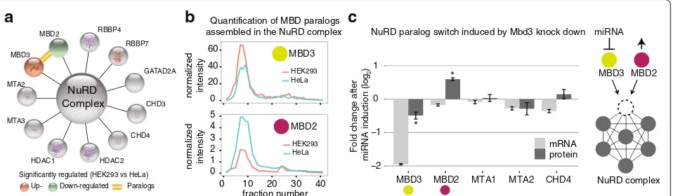 Fig. 5 The NuRD complex undergoes a paralog switch of its members MBD2 and MBD3 across HeLa and HEK293 cells.the abundance of NuRD components between HeLa and HEK293 cells and identified a paralog switch involving MBD2 and MBD3