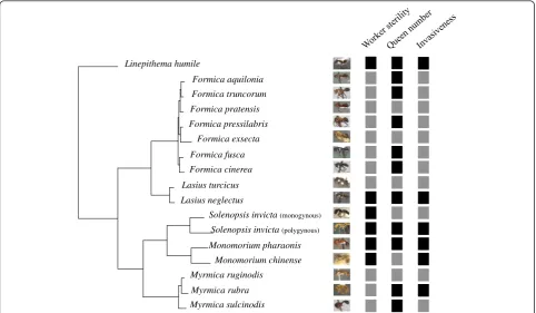 Fig. 1 Phylogenetic relationships of 16 ant species studied shown with their pictures (source http://www.antweb.org/) and three biological traits:squareworker sterility (grey square, can lay unfertilized eggs; black square, completely sterile), colony quee