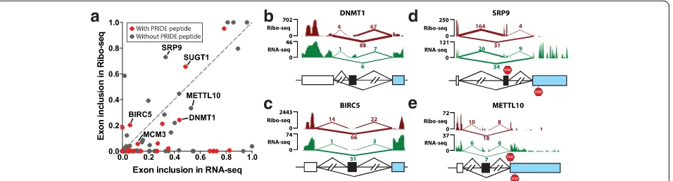 Fig. 2 Ribo-seq data (HeLa cells) provide evidence for the translational activities of putative codingread count (UJC), downstream junction read count (DJC), and skipping junction read count (SJC) are also indicated