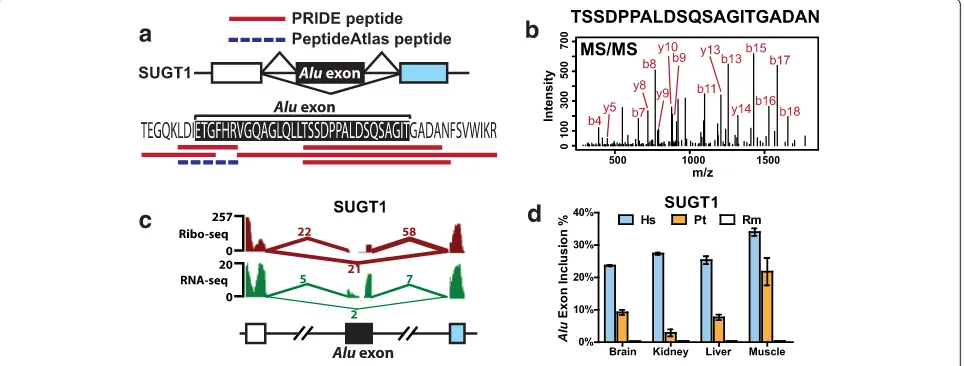 Fig. 3 A protein-codingpeptide sequence of a putative codingspectrometry (MS/MS) spectrum of the peptide TSSDPPALDSQSAGITGADAN from PRIDE (experiment ID: 26855, spectrum ID: 7275).genome browser view of the Ribo-seq and RNA-seq data of the SUGT1 Alu exon i
