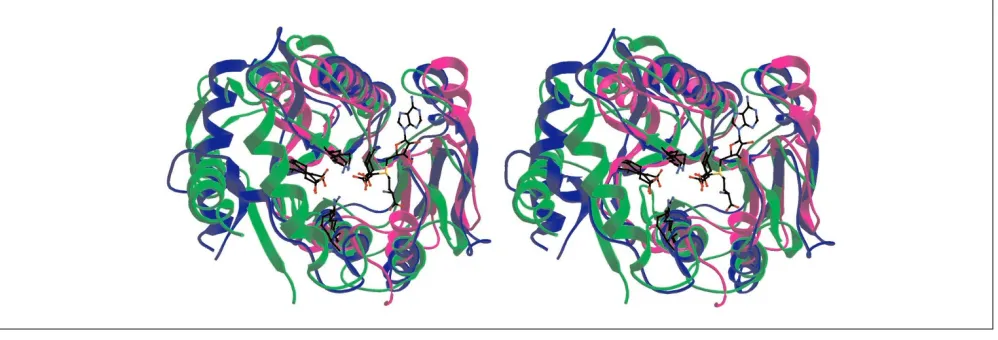 Figure 1Stereoview ribbon diagrams of superimposed structures of the MTase 1 domain (green), VP39 (blue) and RrmJ (magenta).MTase 1 shows elaborations of the common fold similar to those of VP39, which are altogether absent from the RrmJstructure and which