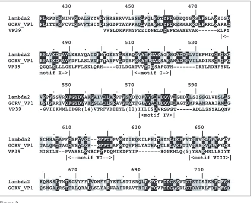 Figure 2Sequence alignment of the predicted human reovirus cap 1 MTase with its counterpart from grass carp reovirus (GCRV) andvaccinia virus (VP39)