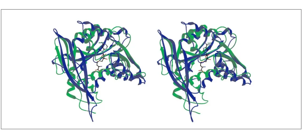 Figure 3Stereoview of superimposed structures of the MTase 1 domain (ribbon in green, side chains and labels in red) and VP39(ribbon and labels in blue, side chains in cyan), delineating the proposed binding sites for the guanine moiety and the targetribos
