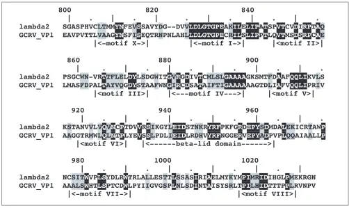 Figure 5Sequence alignment of the MTase 2 domain with its counterpart from grass carp reovirus